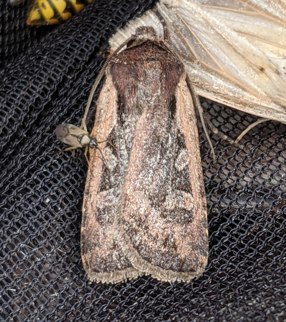 Euxoa idahoensis, California species