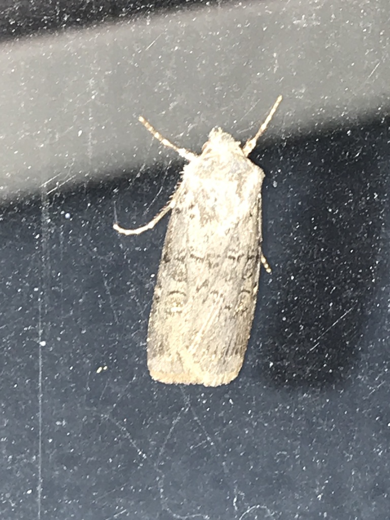 Euxoa messoria (Reaper Dart), California species