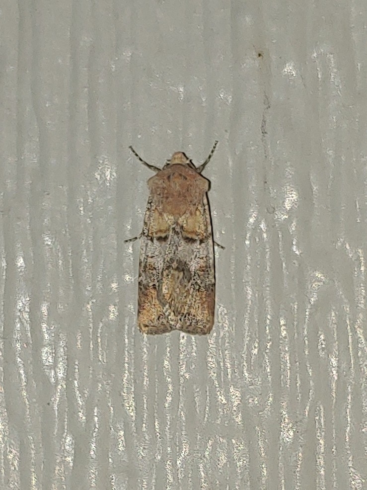 Euxoa murdocki, California species