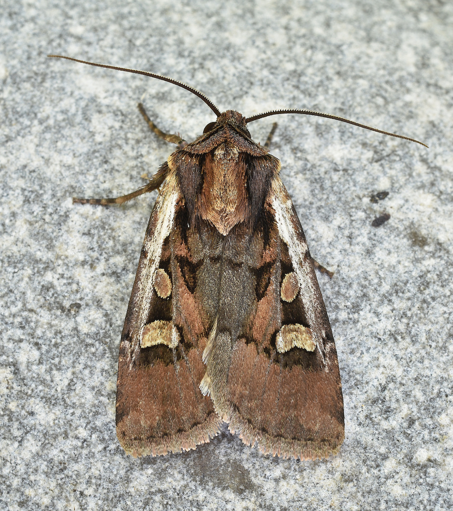 Euxoa obeliscoides (Obelisk Dart Moth), California species