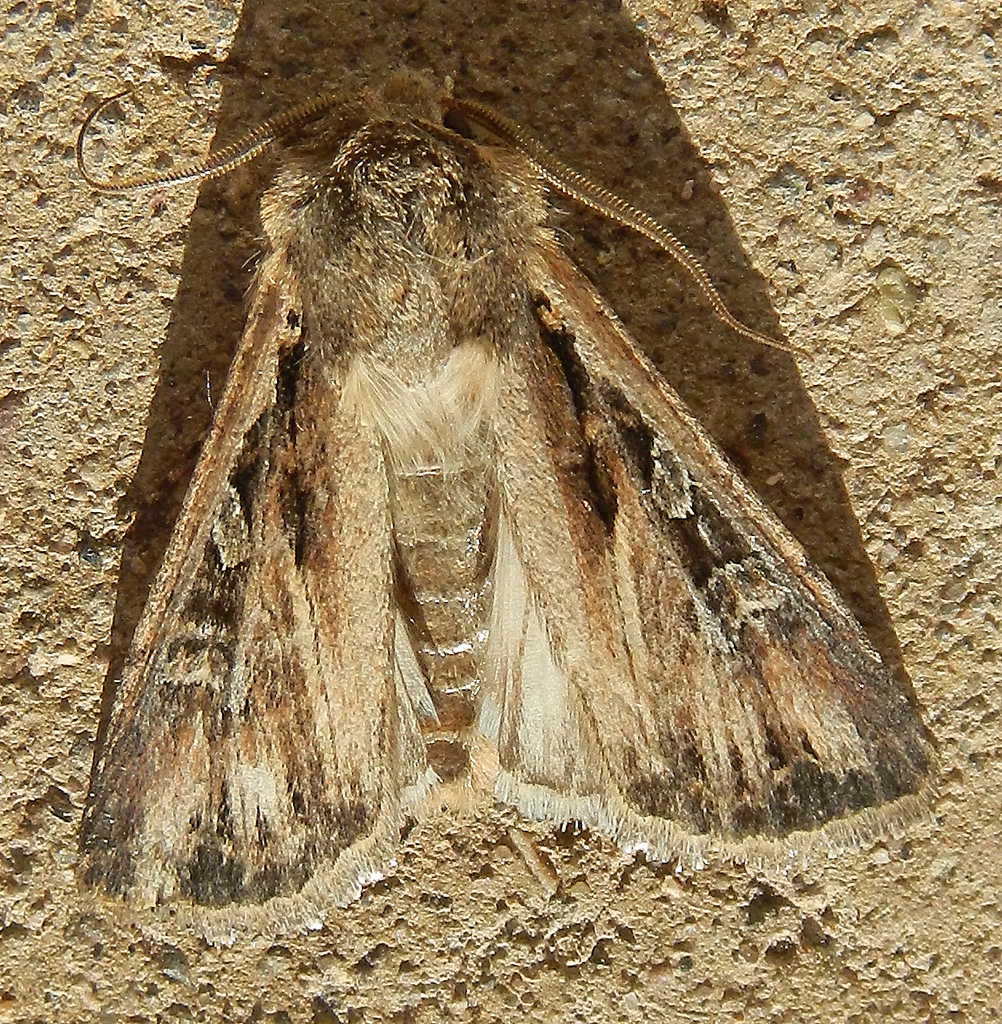 Euxoa olivalis, California species