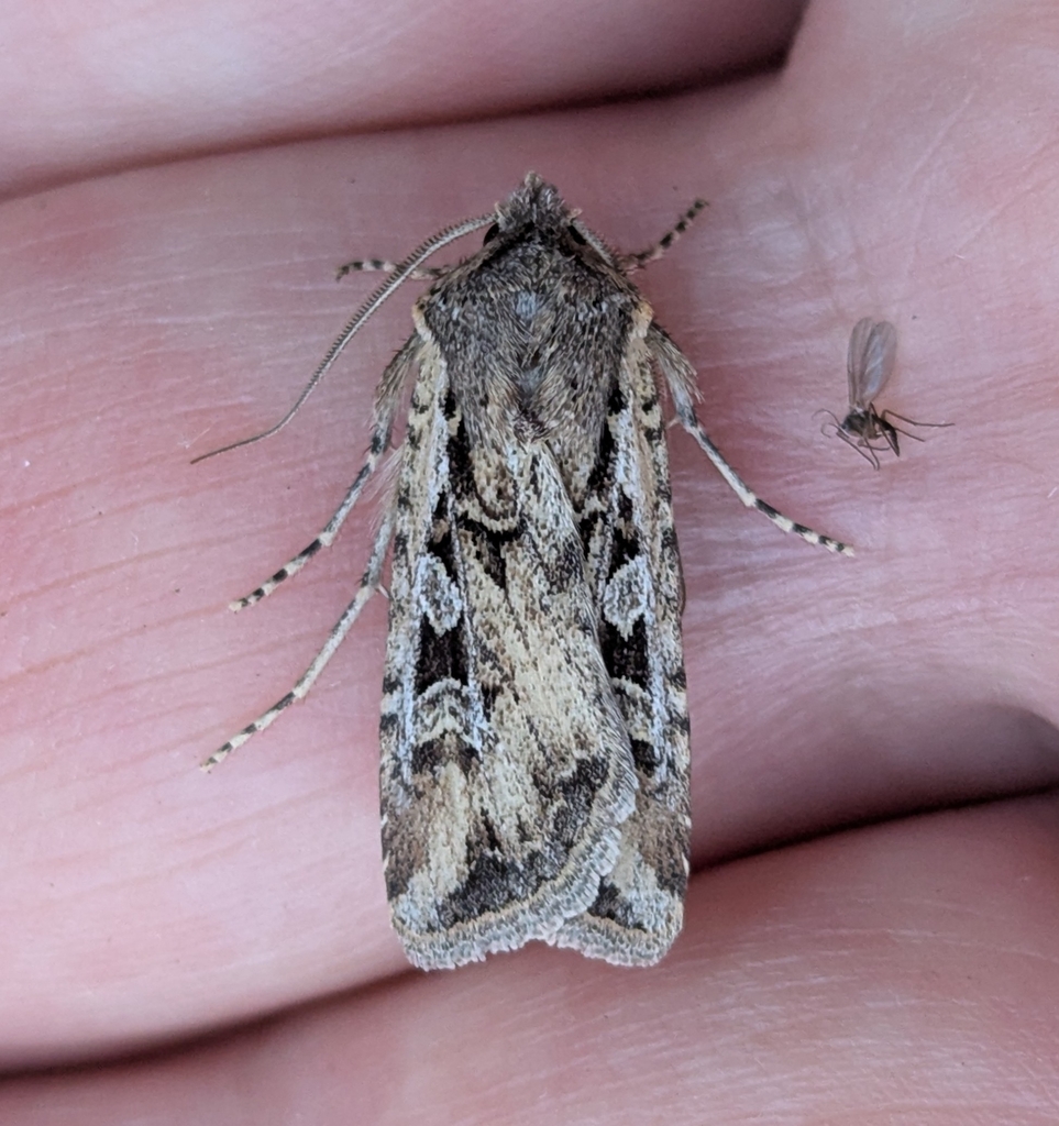Euxoa olivia, California species