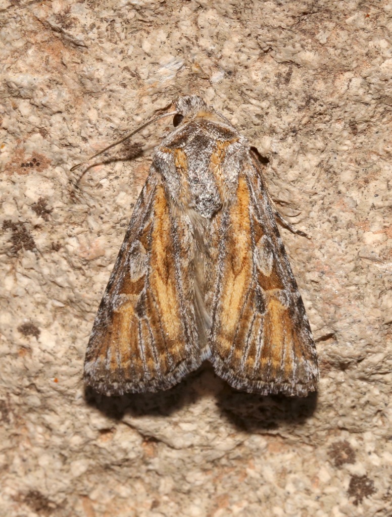 Euxoa pluralis, California species