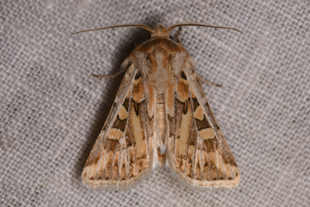 Euxoa recula, California species