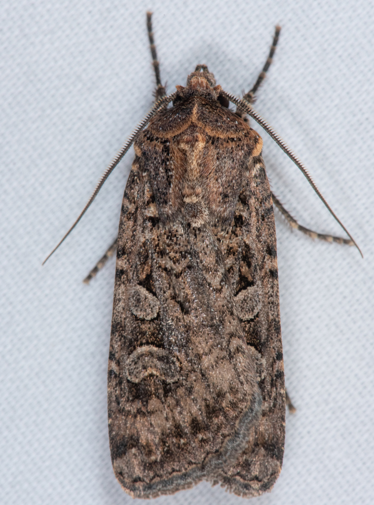 Euxoa septentrionalis, California species