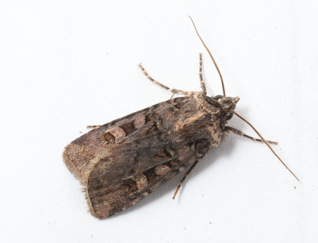 Euxoa tessellata (Tessellate Dart), California species