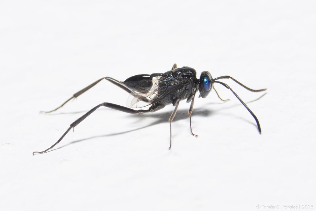 Evania appendigaster (Blue-eyed Ensign Wasp), California species