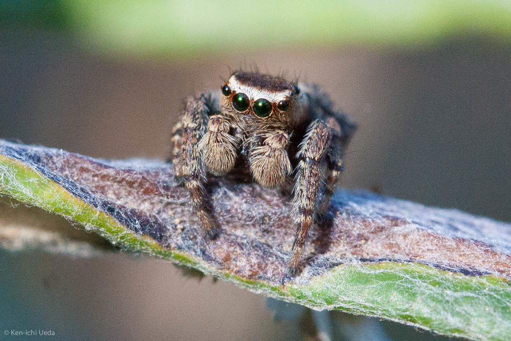 Evarcha proszynskii (Proszynski's Jumping Spider), California species
