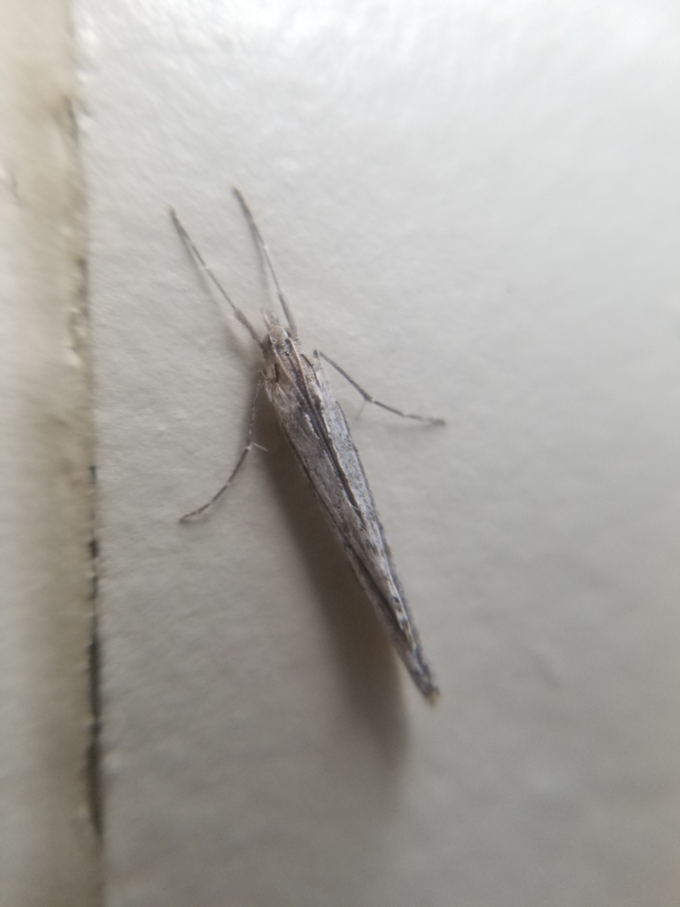 Evergestis angustalis, California species