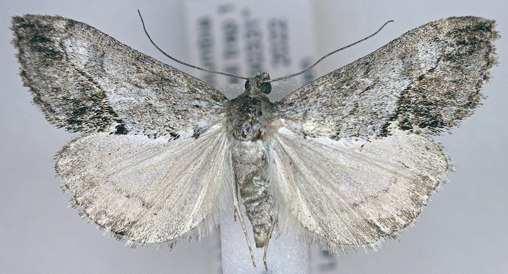 Evergestis funalis, California species