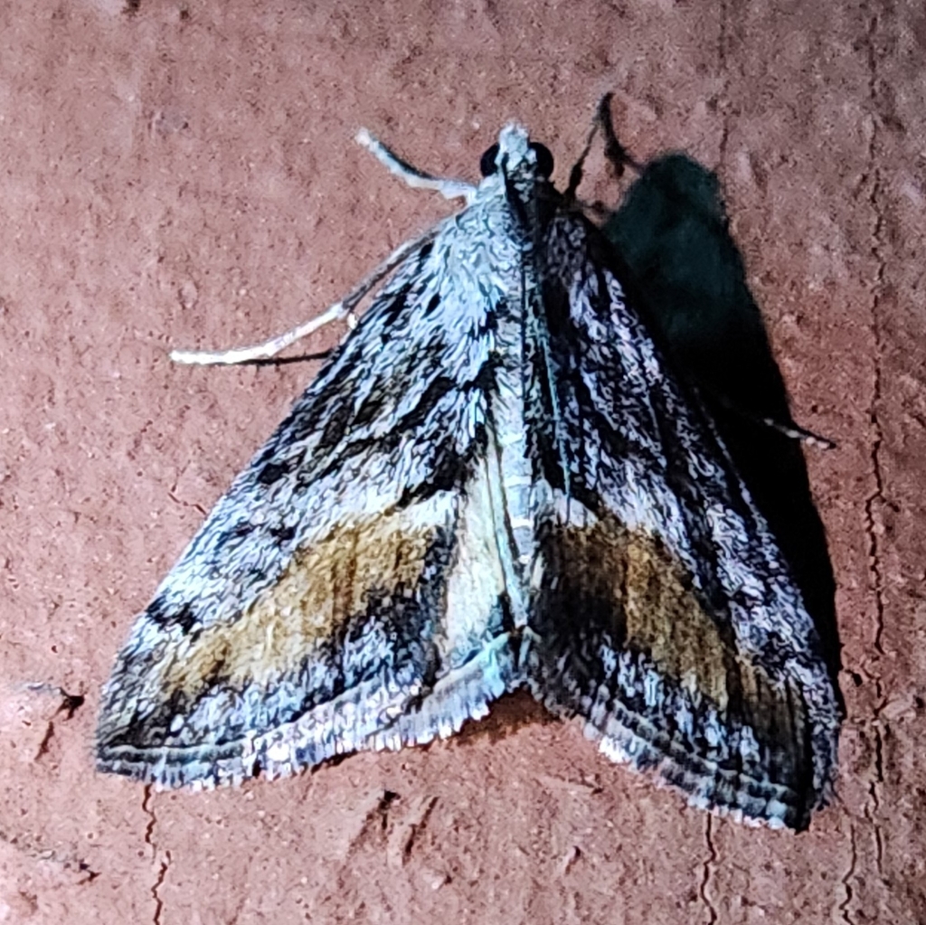 Evergestis subterminalis, California species