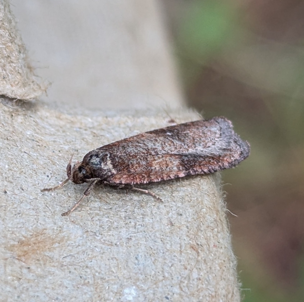 Exaeretia thoracefasciella, California species