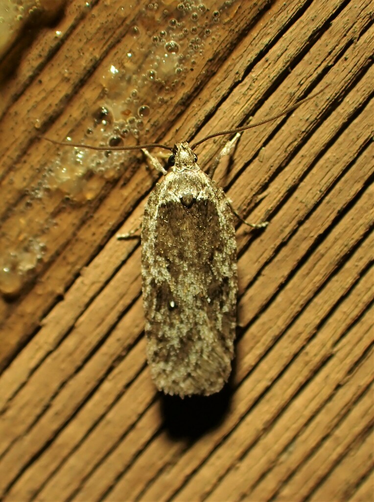 Exaeretia ciniflonella, California species