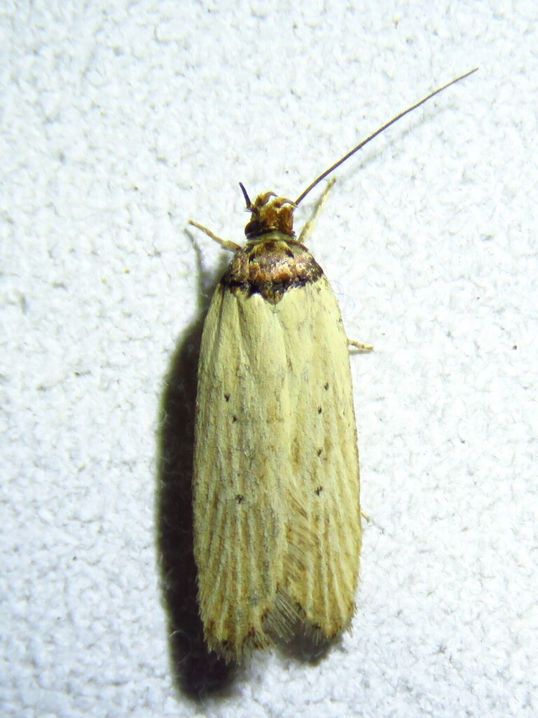 Exaeretia gracilis, California species