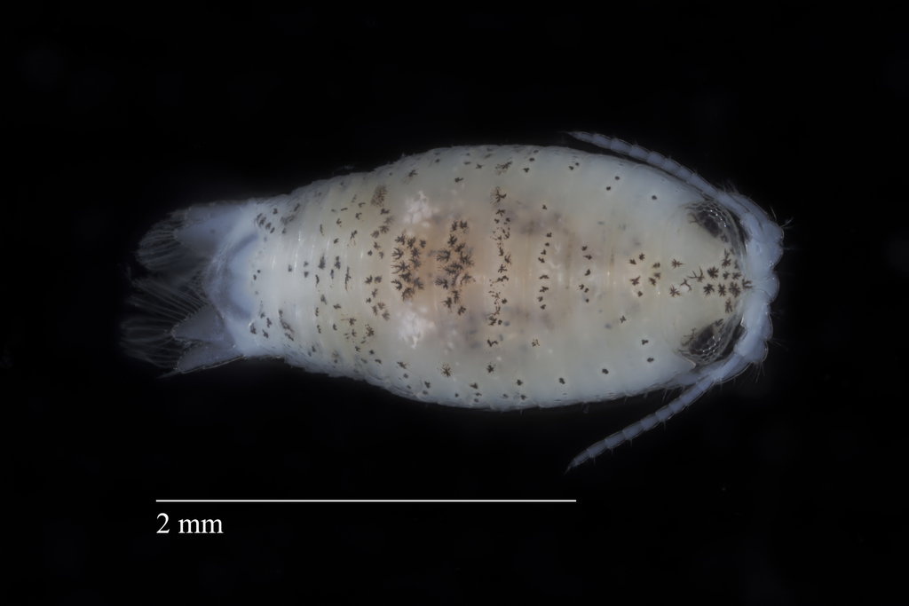 Excirolana chiltoni, California species