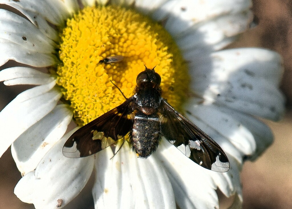 Exoprosopa jonesi, California species