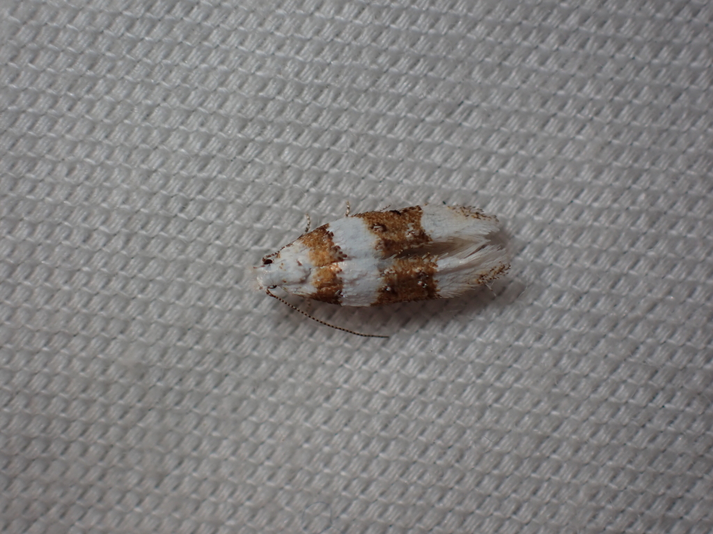 Exoteleia graphicella, California species