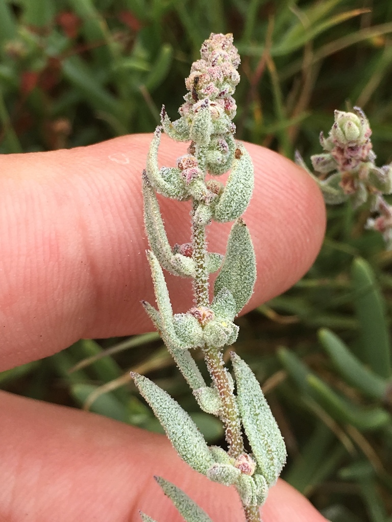 Extriplex californica (California orach), native California herb