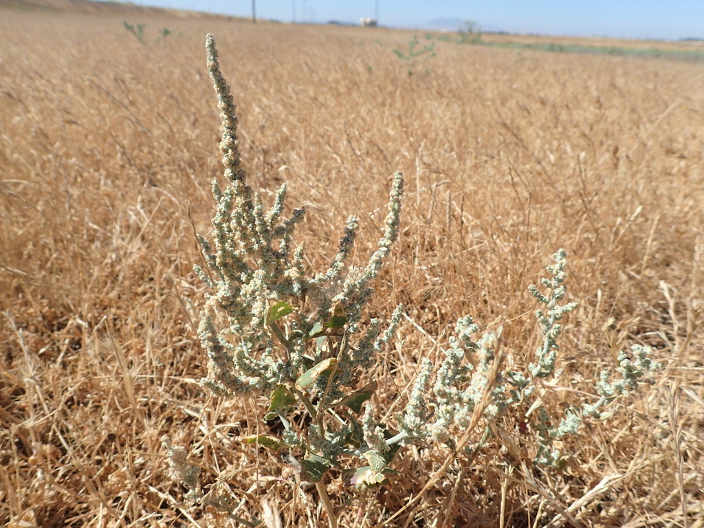 Extriplex joaquinana (San joaquin spearscale), native California herb