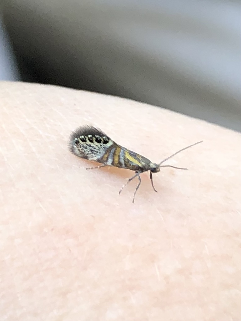 Fabiola quinqueferella, California species