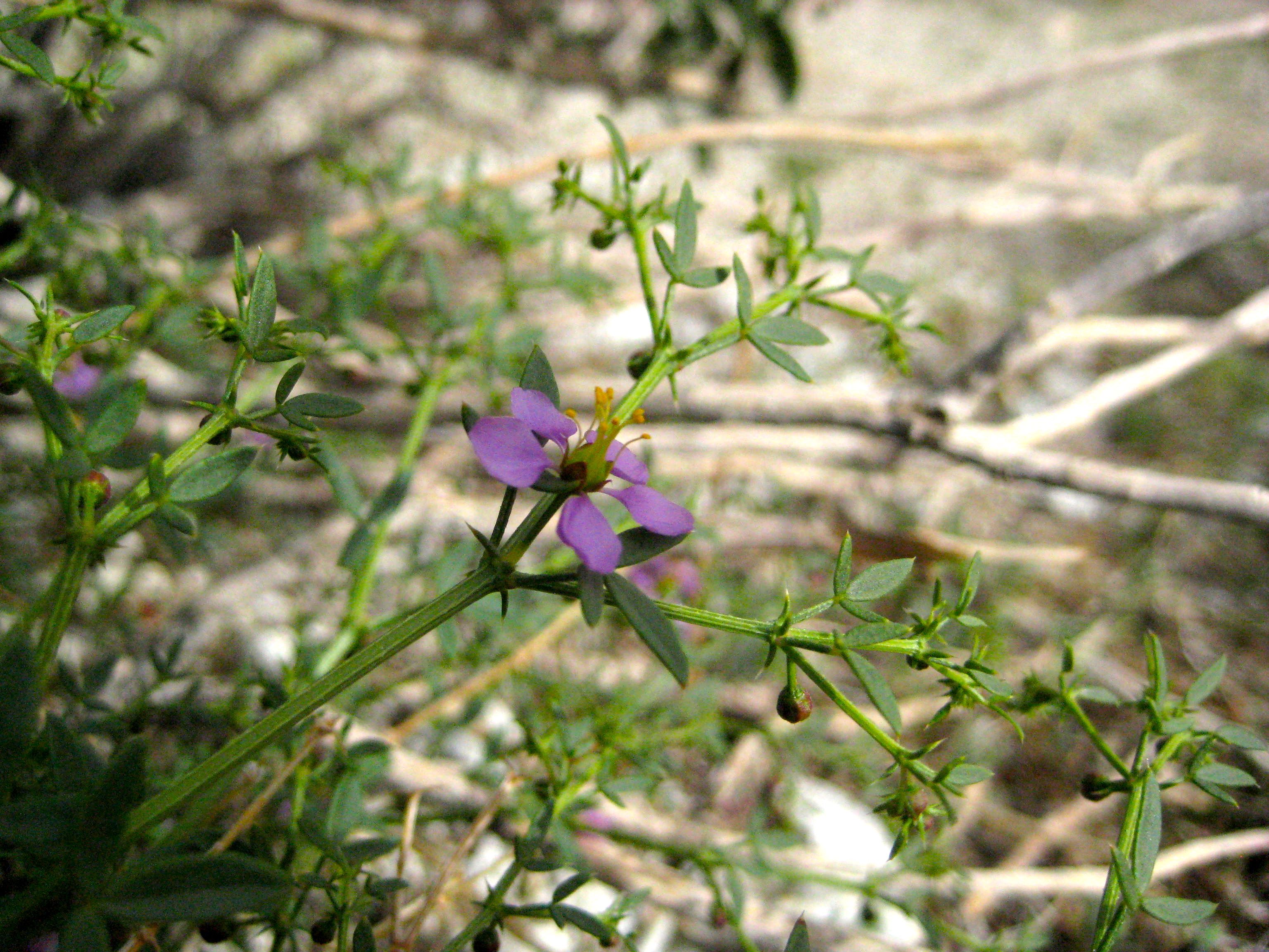 Fagonia laevis (California fagonbush), native California shrub