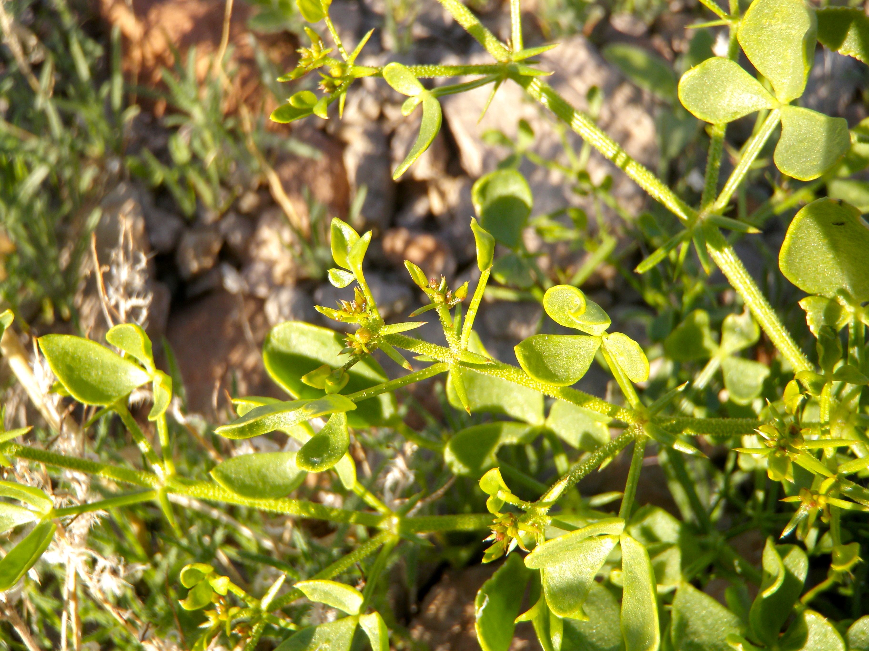 Fagonia pachyacantha (Fagonis), native California subshrub