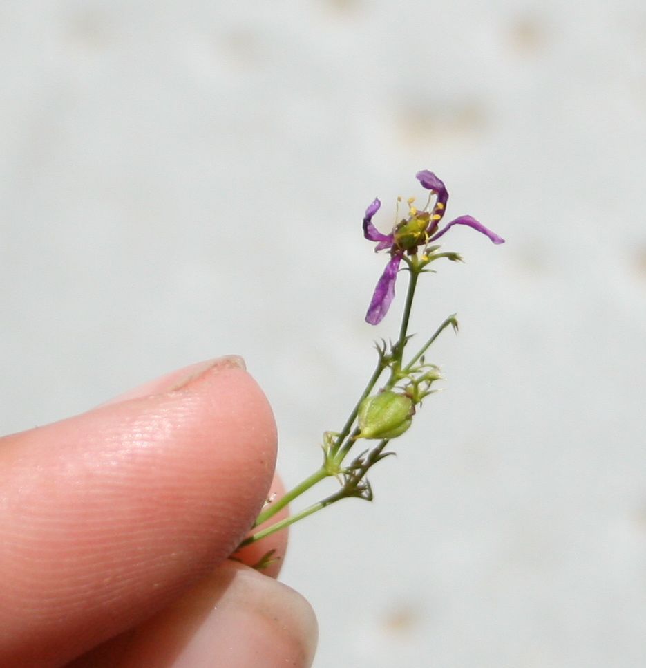 Fagonia sp., native California perennial