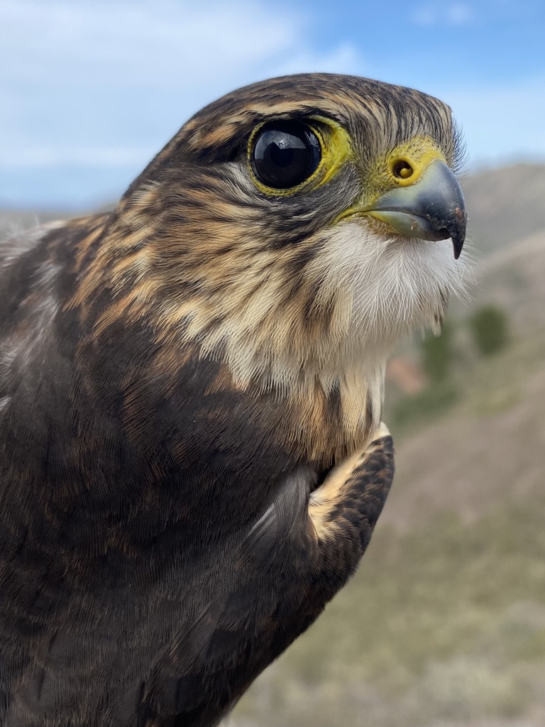 Falco columbarius (Merlin), California species