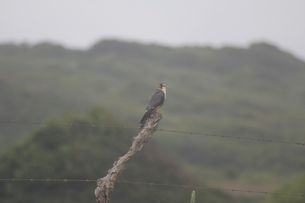 Falco femoralis septentrionalis (Northern Aplomado Falcon), California species