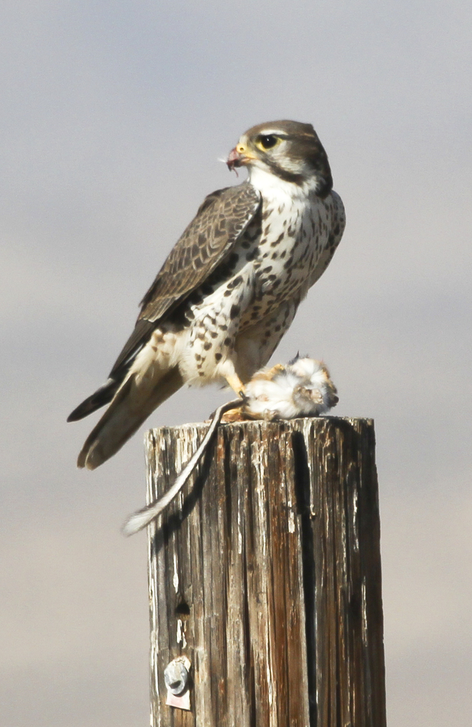 Falco mexicanus (Prairie Falcon), California species