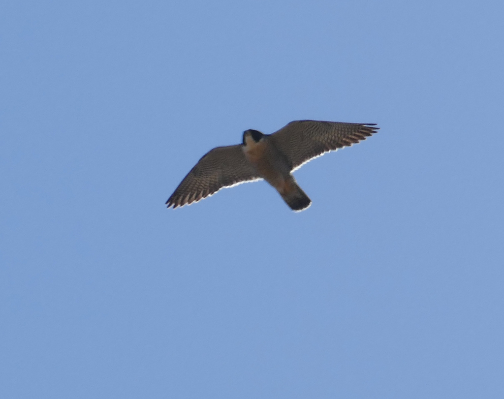 Falco peregrinus anatum (American Peregrine Falcon), California species