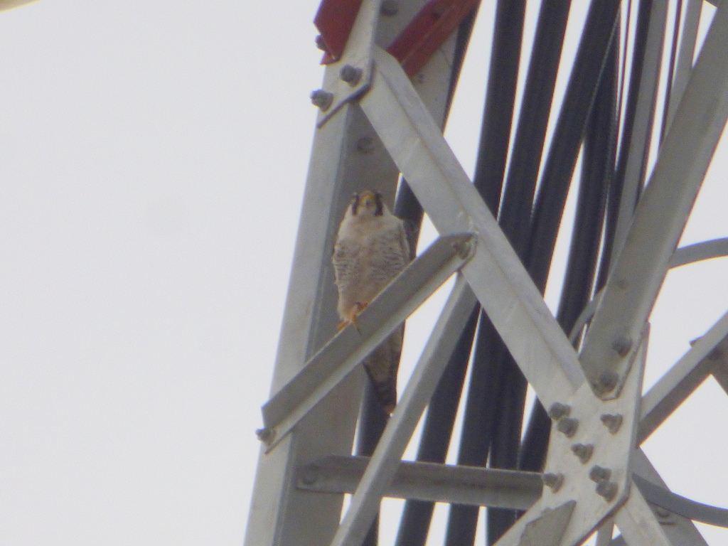 Falco peregrinus tundrius (Arctic peregrine falcon), California species