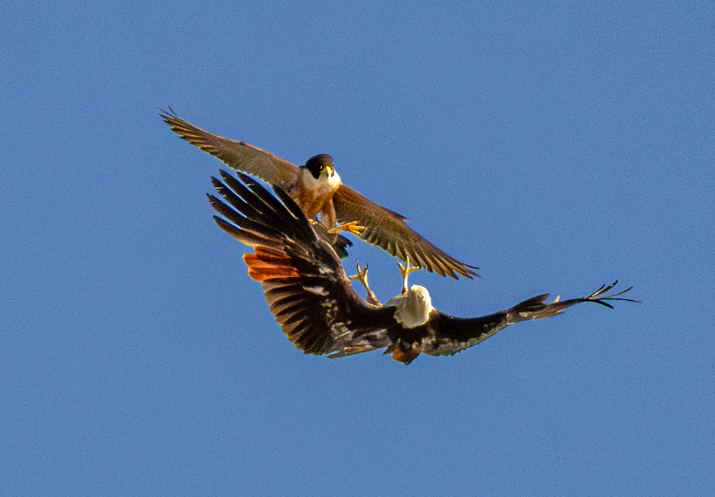 Falco peregrinus (Peregrine Falcon), California species