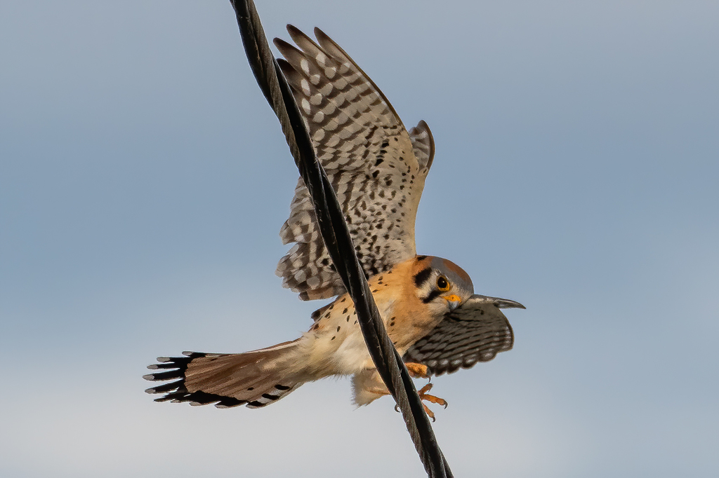 Falco sparverius (American Kestrel), California species
