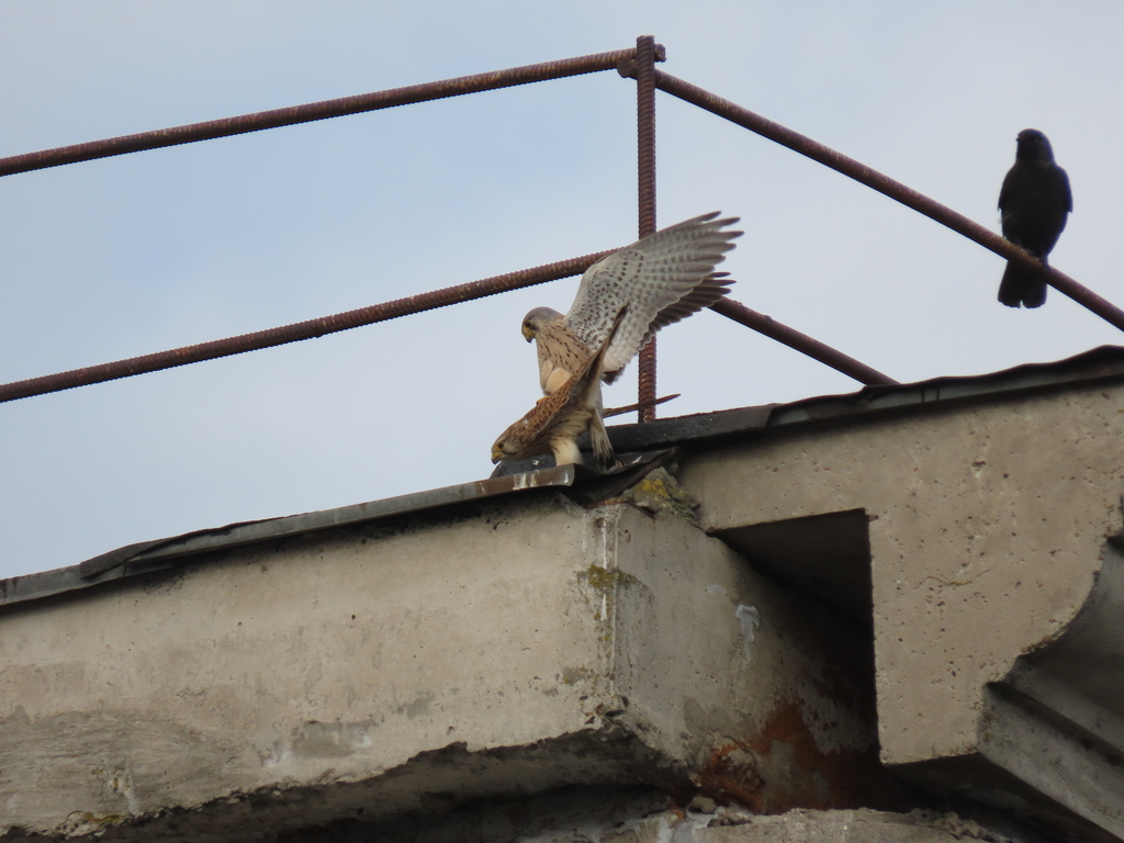 Falco tinnunculus (Eurasian Kestrel), California species