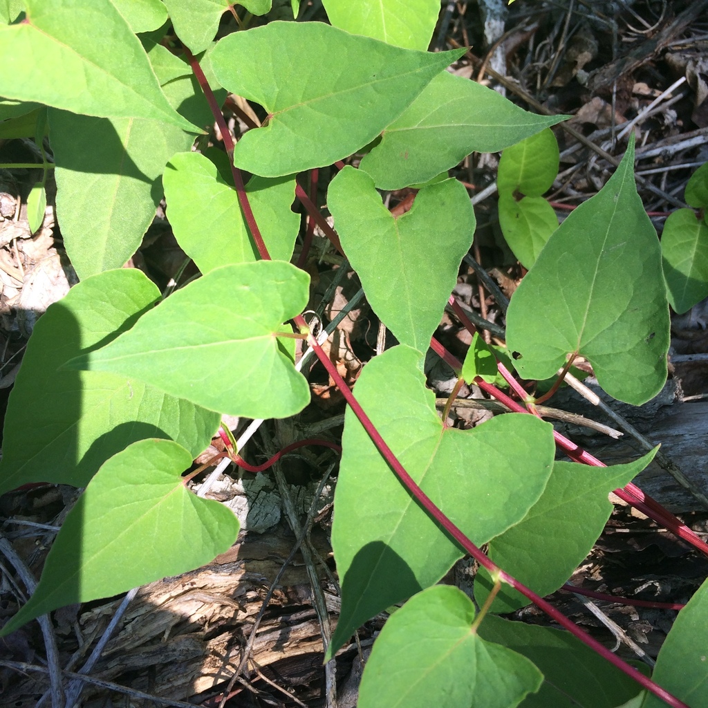 Fallopia convolvulus (Black bindweed), non-native California annual