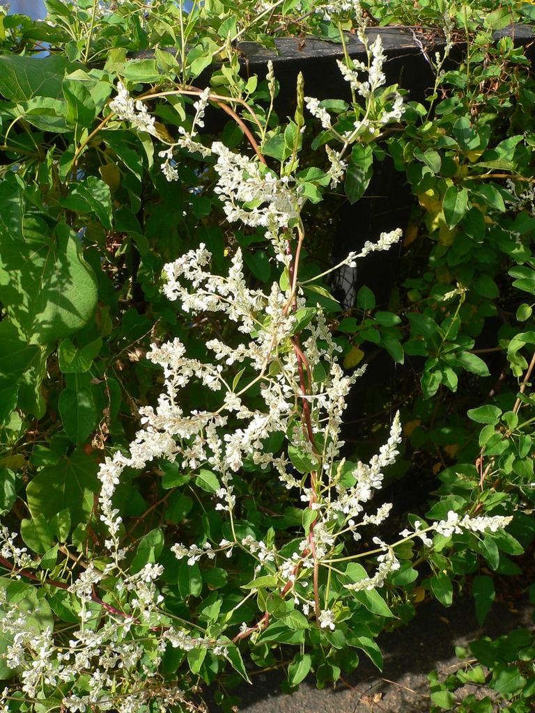 Fallopia sp., non-native California perennial