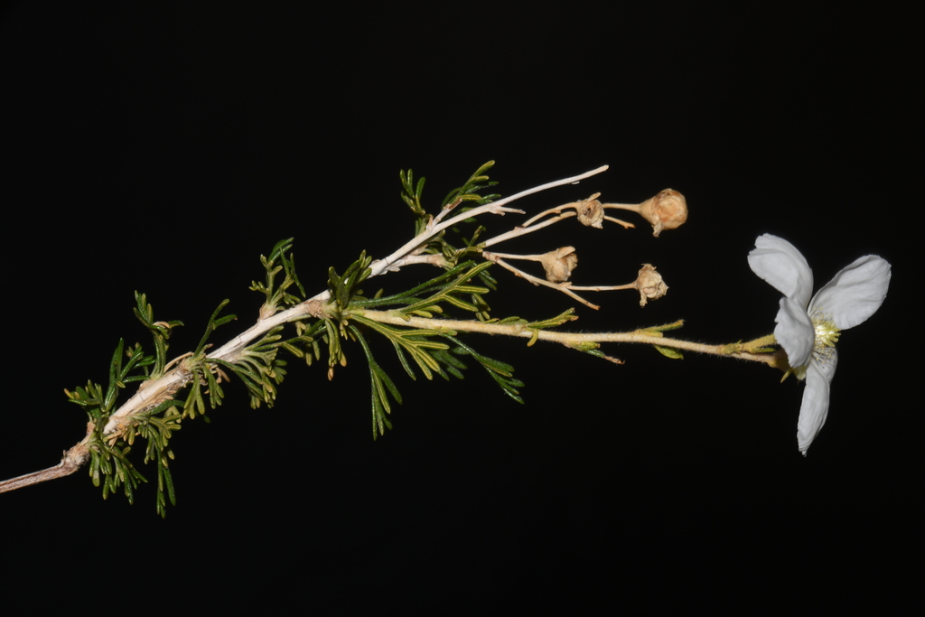 Fallugia paradoxa (Apache plume), native California shrub