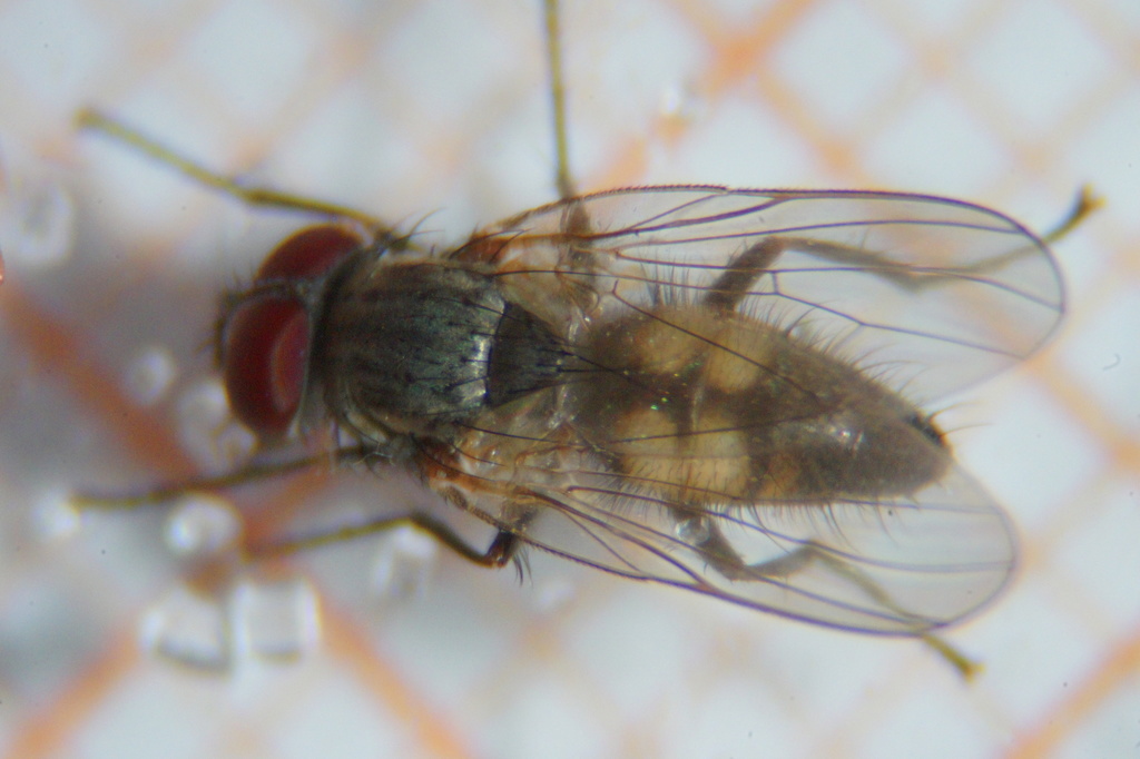 Fannia canicularis (Lesser House Fly), California species