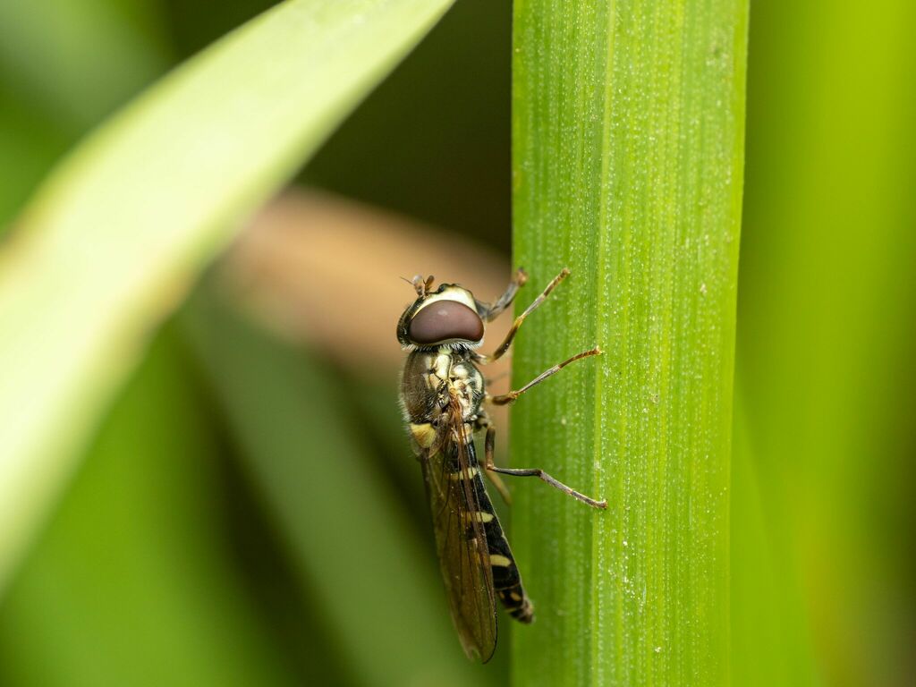 Fazia micrura (Diamond Spottail), California species