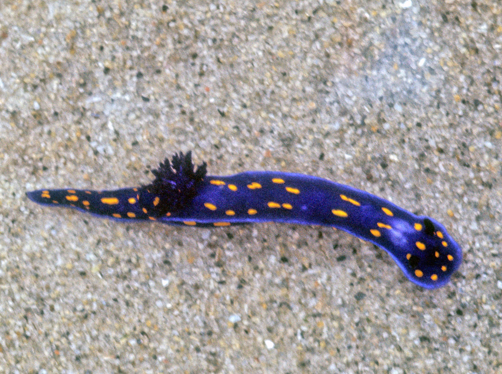 Felimare californiensis (California Chromodorid), California species