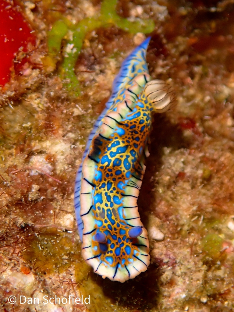 Felimare porterae (Porter's Chromodorid), California species