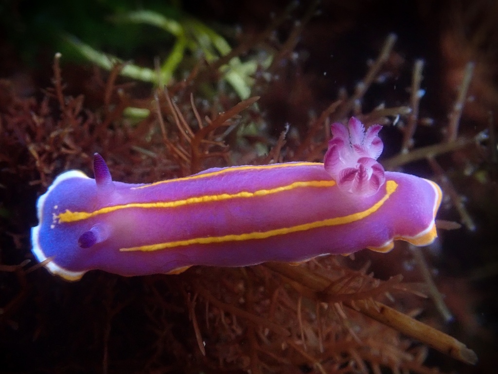 Felimida macfarlandi (MacFarland's Chromodorid), California species