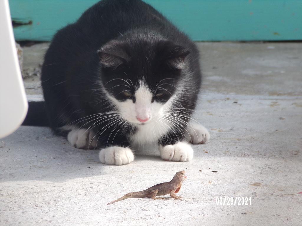 Felis catus (Feral Cat), California species