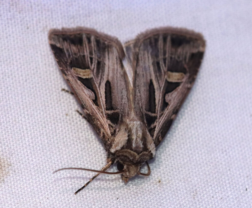 Feltia jaculifera (Dingy Cutworm Moth), California species