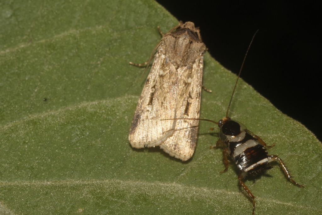 Feltia subterranea (Subterranean Dart Moth), California species