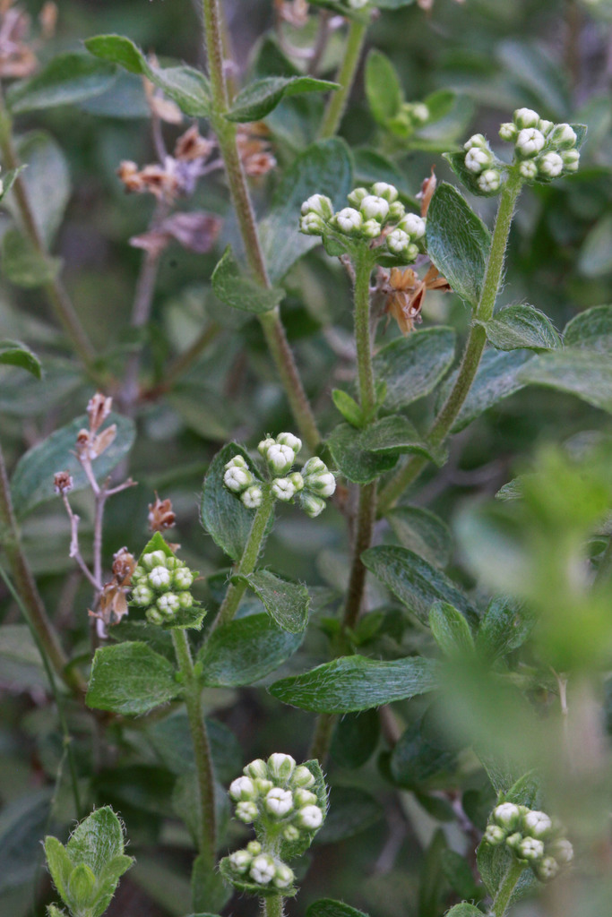 Fendlerella sp., native California shrub