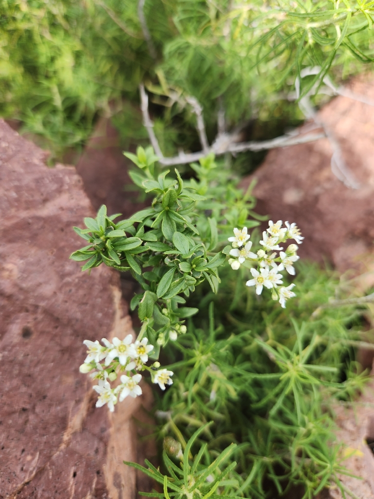 Fendlerella utahensis (Yerba desierto), native California shrub