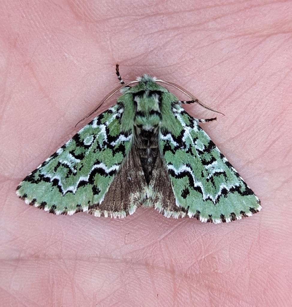 Feralia deceptiva (Deceptive Sallow), California species