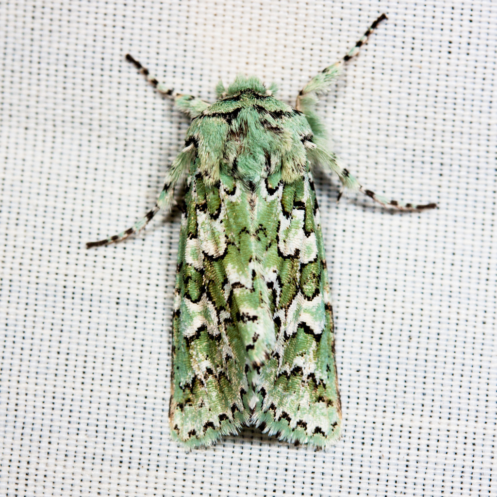 Feralia februalis, California species